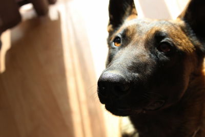 Close-up portrait of dog