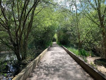 Footpath amidst trees in forest