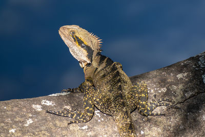 Close-up of lizard on rock