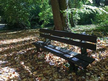 Bench by tree in park