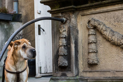 Close-up of dog