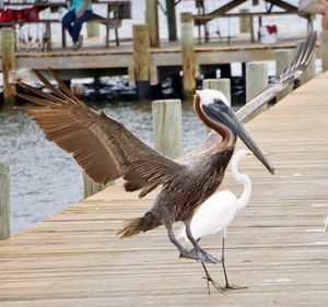 Close-up of pelican perching on wood