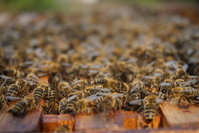 Close-up of bee on wood