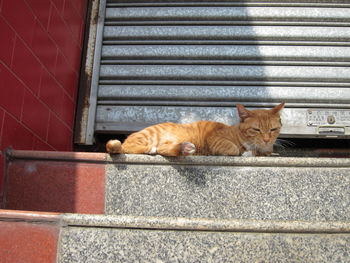 Cat sleeping on steps