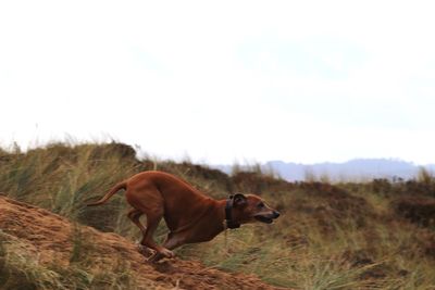 Dog running across dune