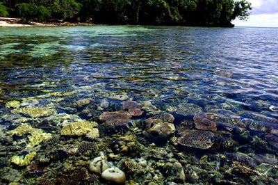 Corals in sea