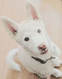 Close-up portrait of white dog