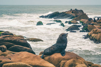 Sea lions on rock at beach against sky