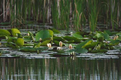 Close-up of lotus water lily in lake