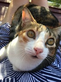 Close-up portrait of a cat