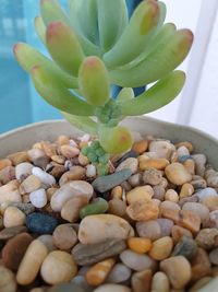 High angle view of succulent plant in container