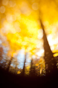 Defocused image of trees in forest