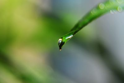 Close-up of ladybug on leaf