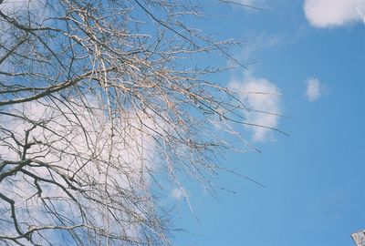 Low angle view of bare tree against blue sky