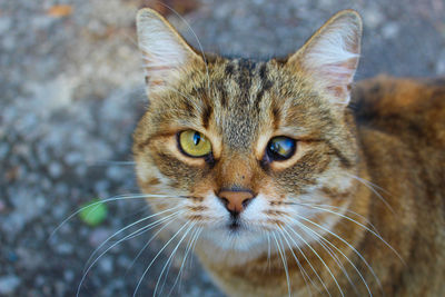 Yellow- brown - white cat with one sick eye looking at the camera. on the street. close up