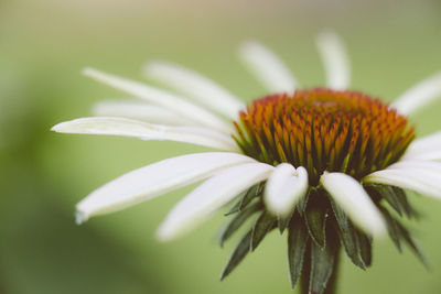 Close-up of white flowers