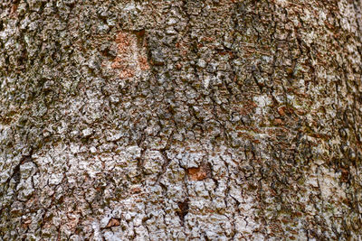 Full frame shot of tree trunk