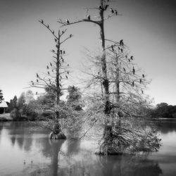 Reflection of trees in lake