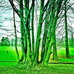Scenic view of trees growing on field