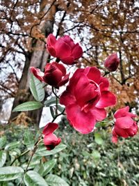 Close-up of red flowers blooming on tree