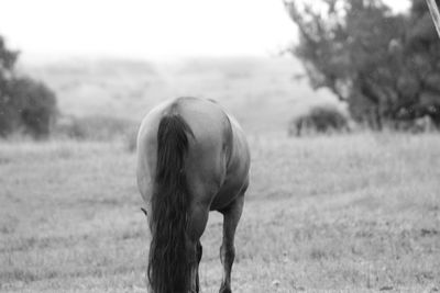 Rear view of a horse on landscape