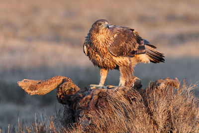 Close-up of owl perching on rock