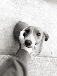 High angle portrait of dog on floor