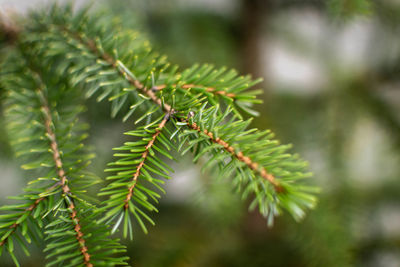 Close-up of pine tree leaves