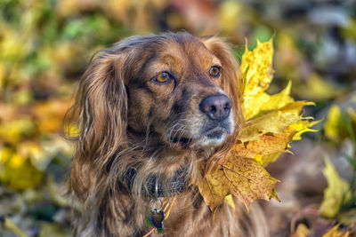 Close-up portrait of a dog