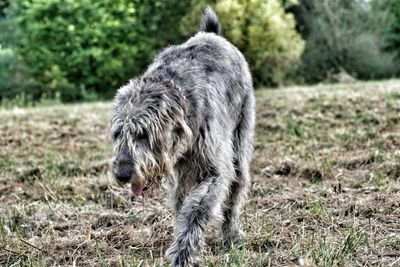 Close-up of dog on grass