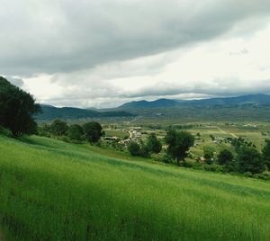 Scenic view of field against sky