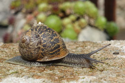 Close-up of snail