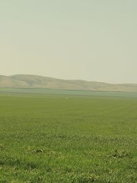 Scenic view of field against clear sky