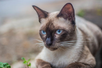 Close-up portrait of a cat