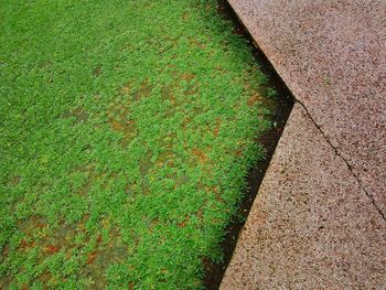 High angle view of grass on field