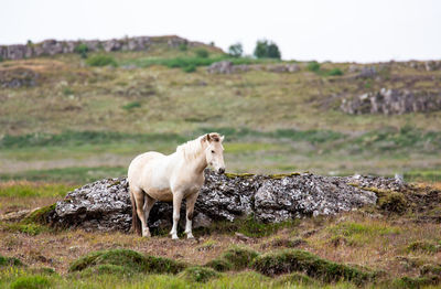 White horse standing on field