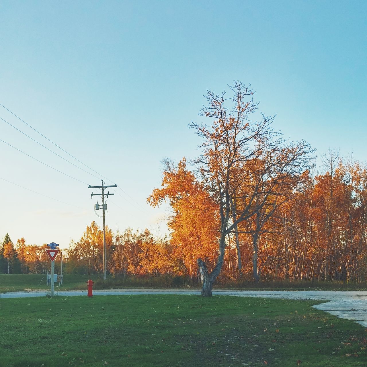 clear sky, tree, copy space, street light, field, grass, blue, nature, tranquility, landscape, tranquil scene, bare tree, sunlight, built structure, outdoors, building exterior, road, sky, no people, beauty in nature