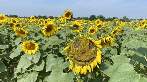 Close-up of yellow flowering plant on field