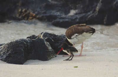 Young american oystercatcher and parent. 3 days old. santa cruz island, galápagos 
