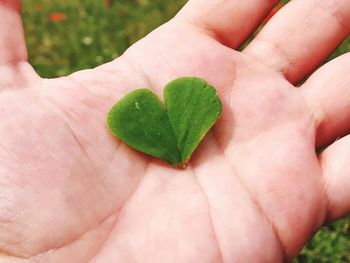 Cropped image of person holding heart shape leaf