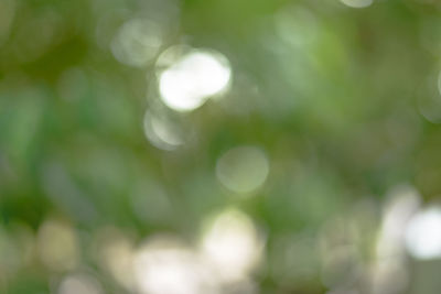 Defocused image of tree