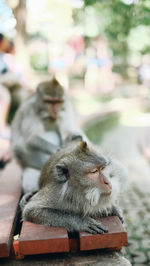 Close-up of monkeys resting outdoors