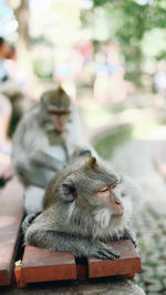 Close-up of sitting on wall