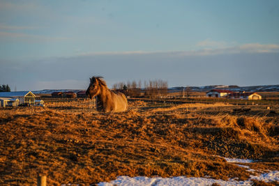 View of a horse on field