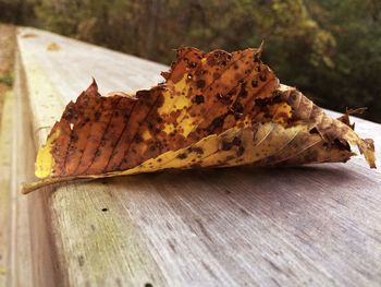 Close-up of wooden plank