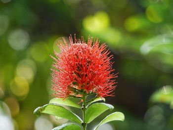 Close-up of red flowering plant