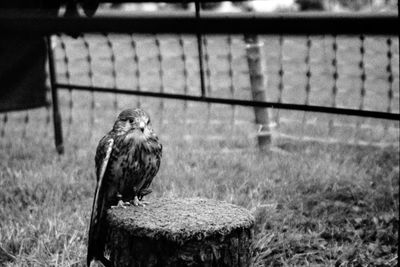 Bird perching on wooden fence