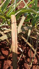 Close-up of plants growing on field