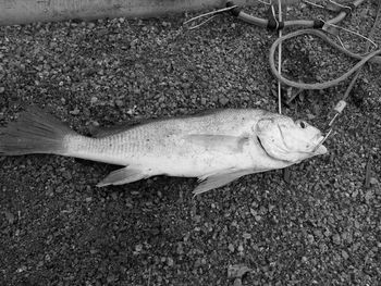 High angle view of fish on sand