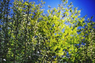 Close-up of purple flowering plant against sky